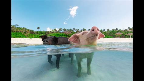 sandy toes bahamas|Sandy Toes Bahamas Original Swimming Pigs and Snorkeling